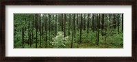 Framed Flowering Dogwood, Alabama