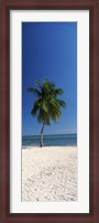 Framed Palm tree on the beach, Smathers Beach, Key West, Monroe County, Florida, USA