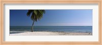 Framed Palm tree on the beach, Smathers Beach, Key West, Florida, USA