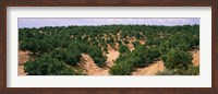 Framed Orange groves in a field, Andalusia, Spain