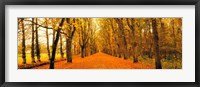 Framed Tree-lined road Loire Chenonceaux France