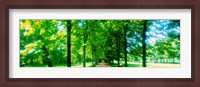 Framed Tree-lined road Dresden vicinity Germany