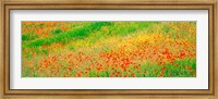 Framed Fields of flowers Andalusia Granada Vicinity Spain
