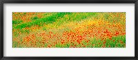 Framed Fields of flowers Andalusia Granada Vicinity Spain