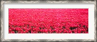 Framed Fields of tulips Alkmaar Vicinity Netherlands