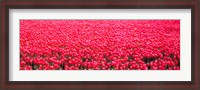 Framed Fields of tulips Alkmaar Vicinity Netherlands