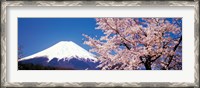 Framed Mt Fuji Cherry Blossoms Yamanashi Japan