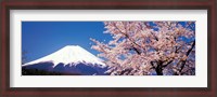 Framed Mt Fuji Cherry Blossoms Yamanashi Japan