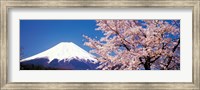 Framed Mt Fuji Cherry Blossoms Yamanashi Japan