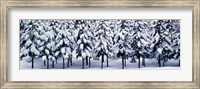 Framed Snow covered Cedar trees Kyoto Hanase Japan