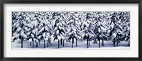 Framed Snow covered Cedar trees Kyoto Hanase Japan