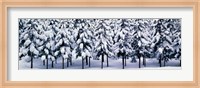 Framed Snow covered Cedar trees Kyoto Hanase Japan
