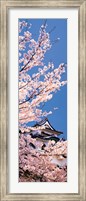 Framed Hikone Castle w\cherry blossoms Shiga Japan