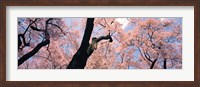 Framed Pink Blossoms, Nagano Japan