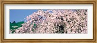 Framed Jyoshokou-ji Kyoto Japan