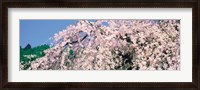 Framed Jyoshokou-ji Kyoto Japan