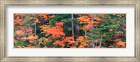 Framed Forest in Norikura Gifu Japan