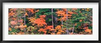 Framed Forest in Norikura Gifu Japan