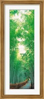Framed Path Flanked by Green Trees, Sagano Kyoto Japan