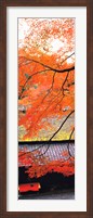 Framed Autumn Colors, Sagano Kyoto Japan