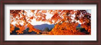 Framed Sagano Daikaku-Ji Ousawa-No-Ike Kyoto Japan
