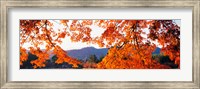Framed Sagano Daikaku-Ji Ousawa-No-Ike Kyoto Japan