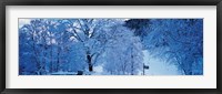 Framed Snow Covered Trees, Ramsau Germany