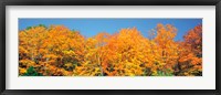 Framed Trees Autumn Ontario Canada