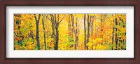 Framed Trees Autumn Quebec Canada