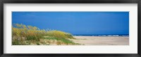 Framed Sea oat grass on the beach, Charleston, South Carolina, USA