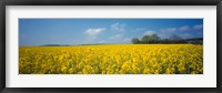 Framed Oilseed rape (Brassica napus) crop in a field, Switzerland