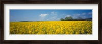 Framed Oilseed rape (Brassica napus) crop in a field, Switzerland