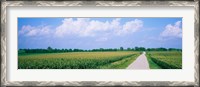 Framed Road along corn fields, Jo Daviess County, Illinois, USA