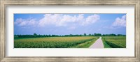 Framed Road along corn fields, Jo Daviess County, Illinois, USA