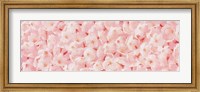 Framed Carpet of Cherry Blossoms