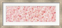 Framed Carpet of Cherry Blossoms