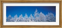 Framed Snow covered trees, Utsukushigahara Nagano Japan