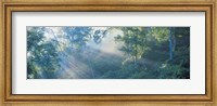 Framed Sun filtering through trees, Nagano Japan