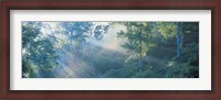 Framed Sun filtering through trees, Nagano Japan