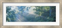 Framed Sun filtering through trees, Nagano Japan