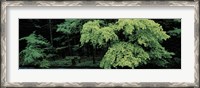 Framed Kamikochi Nagano Japan
