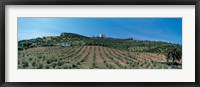 Framed Olive Groves Evora Portugal