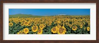 Framed Sunflower field Andalucia Spain