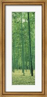 Framed Bamboo Forest Nagaokakyo Kyoto Japan