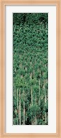 Framed Kitayama Cedar trees Kyoto Japan