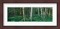 Framed Birch Trees in Forest
