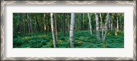 Framed Birch Trees in Forest