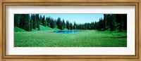 Framed Trees in a forest, Lakes, Alaska, USA