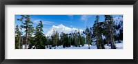 Framed Trees on a snow covered mountain, Mt Shuksan, Mt Baker-Snoqualmie National Forest, Washington State, USA