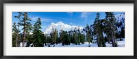 Framed Trees on a snow covered mountain, Mt Shuksan, Mt Baker-Snoqualmie National Forest, Washington State, USA